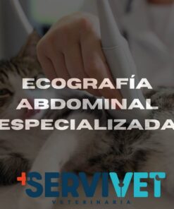 Ecografía Abdominal Especializada Servivet