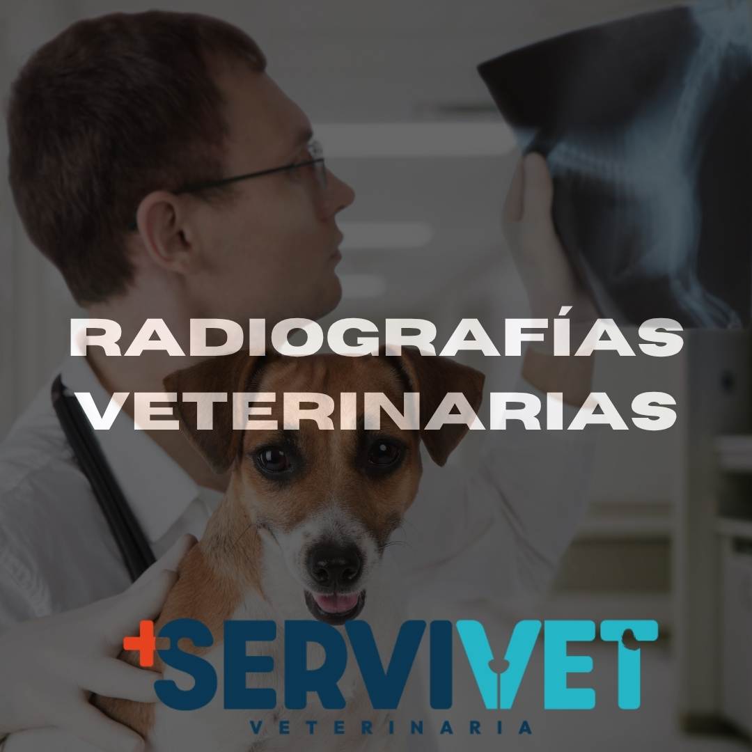 Radiografías en Servivet Cali
