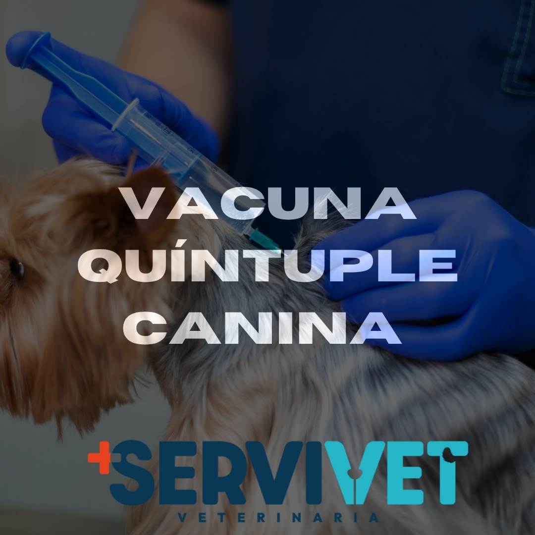 Vacuna Quíntuple Canina
