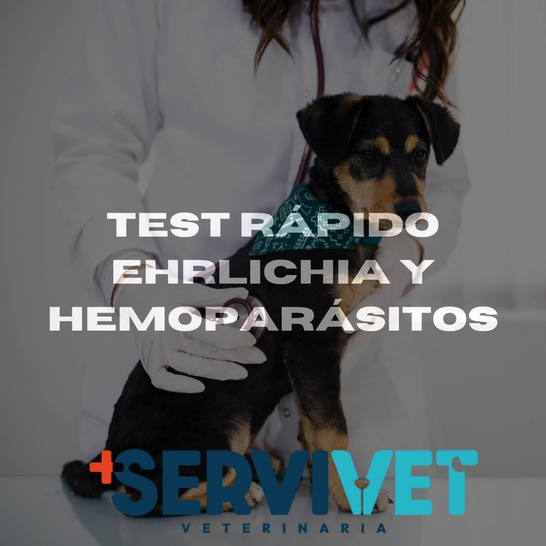 Test Rápido Ehrlichia y Hemoparásitos