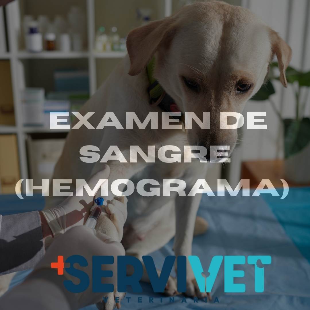 Examen de Sangre (Hemograma) Servivet Cali