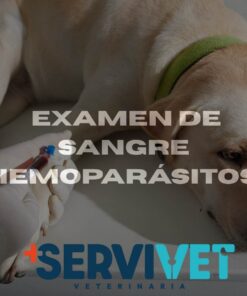 Examen de Sangre (Hemoparásitos Extendido) Servivet Cali