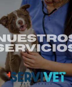 Nuestros Servicios