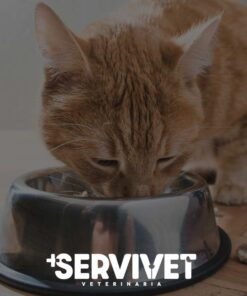 Alimentos para gatos