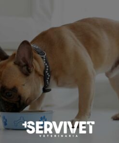 Alimentos para perros